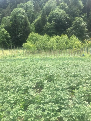 Vând teren intravilan, două loturi cu  suprafață  de 1000 mp fiecare, cadastru făcut,județul Neamț.  - imagine 2 Vând teren intravilan, două loturi cu  suprafață  de 1000 mp fiecare, cadastru făcut,județul Neamț.  - imagine 2