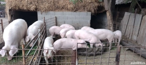 Porci de vânzare, 120-350 kg, calitate garantată