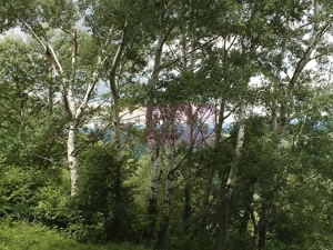 Teren intravilan de vanzare in Telega - imagine 8