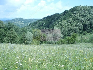 Teren intravilan de vanzare in Telega - imagine 5