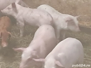 purcei de toate vârstele - imagine 4