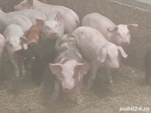 purcei de toate vârstele - imagine 2