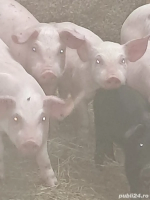 purcei de toate vârstele - imagine 5