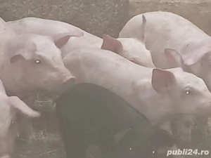 purcei de toate vârstele - imagine 3