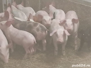 purcei de toate vârstele