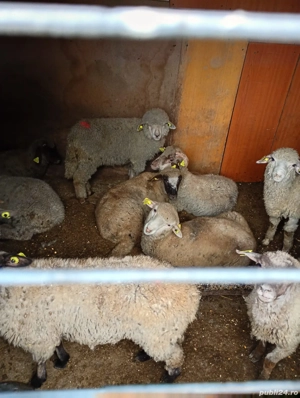 de vânzare  - imagine 2