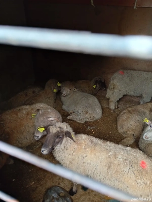 de vânzare  - imagine 3