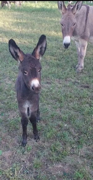 Lapte de magarita premium