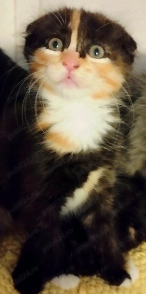 Fetita Scottish Fold Tortoiseshell incredibila, isi cauta Om pe masura - imagine 4