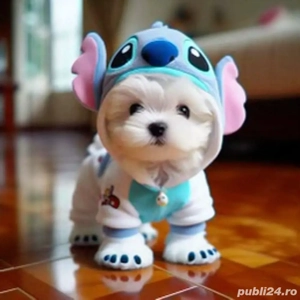 bichon maltez mini toy