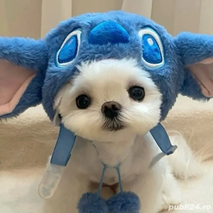 Bichon maltez mini toy - imagine 5