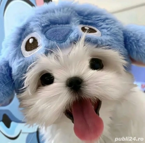 Bichon maltez mini toy - imagine 3