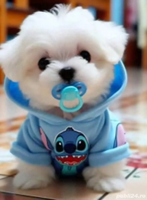 Bichon maltez mini toy - imagine 4
