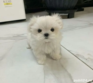 Bichon maltez mini toy  - imagine 3