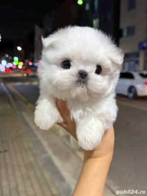 Bichon maltez mini toy  - imagine 4