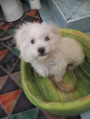 Câine bișon - imagine 2 Câine bișon - imagine 2