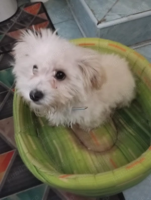 Câine bișon - imagine 3 Câine bișon - imagine 3