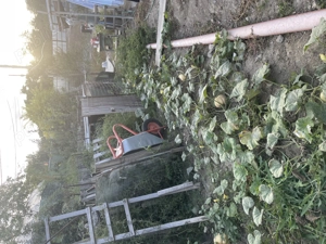 Casă + teren 610 mp Tulcea, Str. Orizontului   utilități complete    - imagine 6