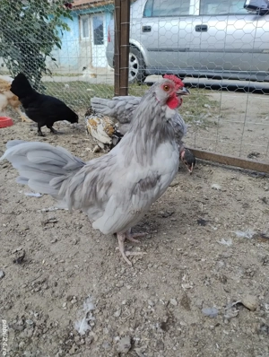 familie pitice bărboase 