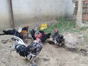 cocosi pitici si perechi