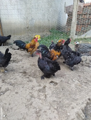 cocosi pitici si perechi - imagine 3