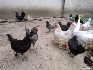 cocosi pitici si perechi - imagine 4