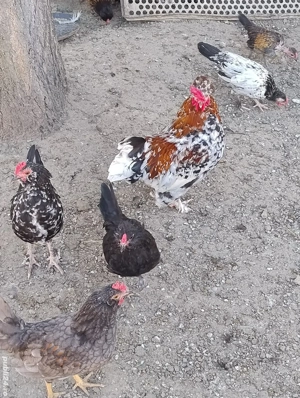 cocosi pitici si perechi - imagine 2