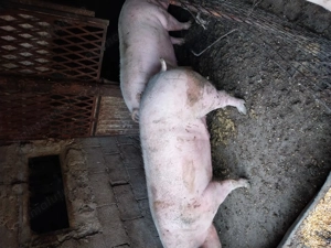 Vand 1 porc de carne 