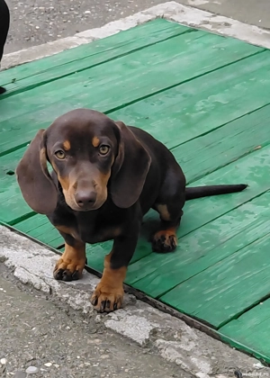 Două fetite teckel  - imagine 2  Două fetite teckel  - imagine 2