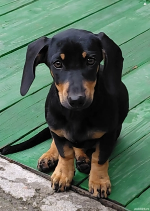 Două fetite teckel  - imagine 3  Două fetite teckel  - imagine 3