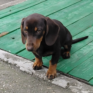 Două fetite teckel  - imagine 4  Două fetite teckel  - imagine 4