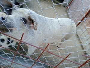 Vand purcea 100-120 kg - imagine 2