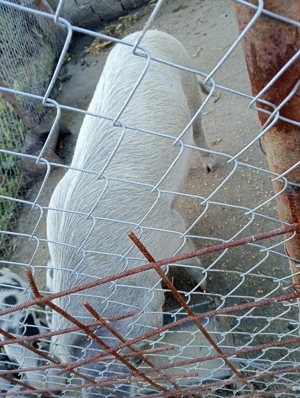 Vand purcea 100-120 kg