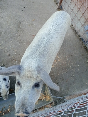 Vand purcea 100-120 kg - imagine 5