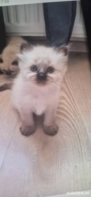 pui mici birmaneza n 