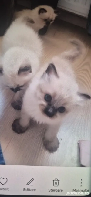 pui mici birmaneza n  - imagine 2 pui mici birmaneza n  - imagine 2