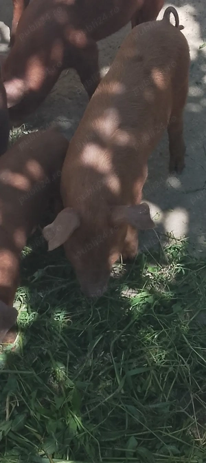 Porci Duroc