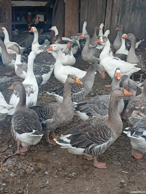 de vânzare gâște