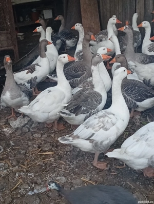 de vânzare gâște  - imagine 2
