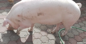 porc de vânzare  - imagine 2 porc de vânzare  - imagine 2