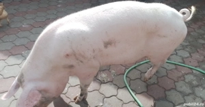 porc de vânzare  - imagine 3 porc de vânzare  - imagine 3