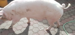 porc de vânzare 