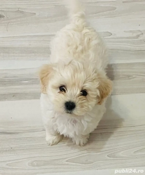 Vand bichon talie mini 6 saptamani baietel