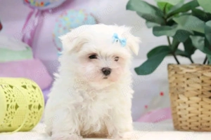Bichon maltez mini toy