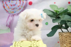 Bichon Maltez Mini Toy