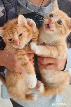 4 pisoi creme si portocaliu pentru adoptie - imagine 4