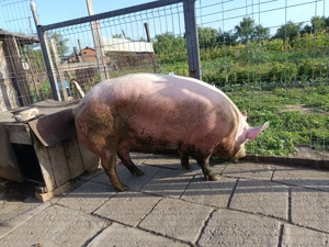 Vand porci 230-240 kg - imagine 2