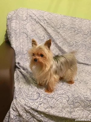 Mascul Yorkshire Terrier talie mini de vânzare