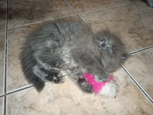 Vând pui pisica persan - imagine 5