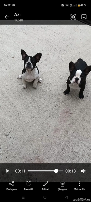 Bulldog francez 3 luni - imagine 4 Bulldog francez 3 luni - imagine 4